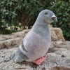 LEUYA Boucles doreilles 19 cm réaliste Gris Pigeon Peluche Jouet Roche réaliste Pigeon Pigeon Oiseau en Peluche Animal Jouet