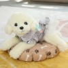 EacTEL Chien en Peluche habillé Mignon Caniche Peluche Animal poupée Cadeau d’Anniversaire de Noël 55cm 8