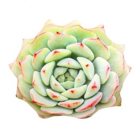 GagaLu Mignonnes succulentes Peluche Jouet poupée créative Fleurs en Pot Oreiller Chaise Coussin Fille Cadeau Enfants 75cm 7