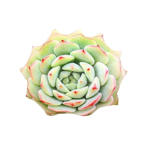 GagaLu Mignonnes succulentes Peluche Jouet poupée créative Fleurs en Pot Oreiller Chaise Coussin Fille Cadeau Enfants 75cm 7