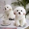 KiLoom Simulation Chat Animal Chien Peluche Jouet Doux en Peluche Enfants Décoration De La Maison Unisexe Cadeau D’Anniversai