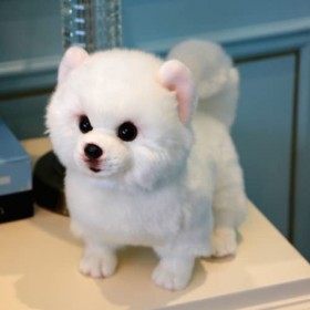 Ermano Peluche Peluche Poméranie Chien poupée Simulation Animaux en Peluche Jouet réaliste décoration de la Maison Chien Joue