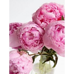 Peluche Animal en Peluche 20 cm Original La Petite Taupe avec Bonnet à Pompon Assis Jouet Peluche pour Bébés Garçons Filles