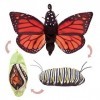 Folkmanis 3073 Monarch Life Cycle Metamorphose Hand Puppet