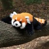 Chongker Peluche panda rouge - Fait à la main - Peluche réaliste - Peluche Kawaii - Panda rouge - Pour femmes et enfants - Ca