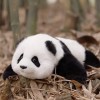 Chongker Panda Jouet en Peluche, Animal réaliste, Taille réelle, Fait à la Main, Cadeau pour Les Enfants, Les Femmes