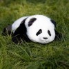Chongker Panda Jouet en Peluche, Animal réaliste, Taille réelle, Fait à la Main, Cadeau pour Les Enfants, Les Femmes
