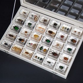 lesulety Cadre Dinsecte De Spécimen Dinsecte danimal Réel avec Boîte-Cadeau Présentoir en Peluche De Papillon De Taxidermi