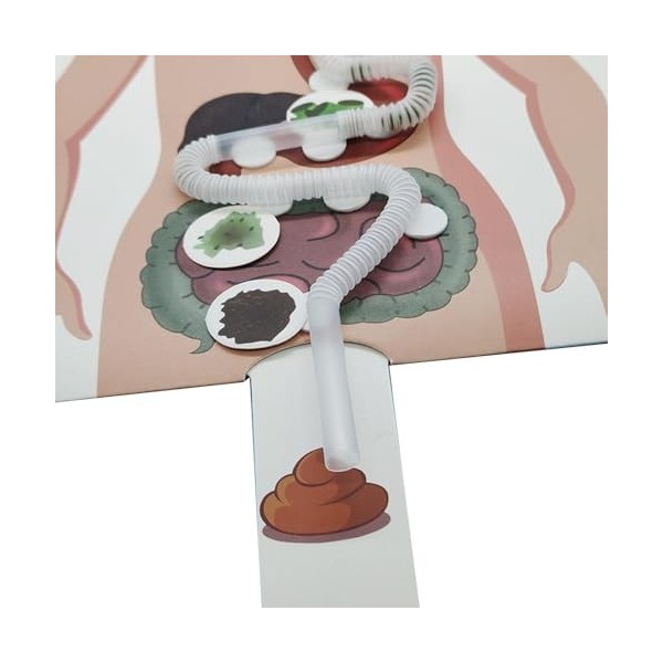 MagiDeal Modèle de système digestif Humain, Organes de Simulation de Parties du Corps pour léducation précoce, Puzzle créati