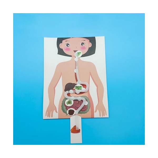 Perfeclan Système digestif Humain, modèle denseignement de Puzzle 3D, Jouets éducatifs de Parties du Corps Humain pour garço