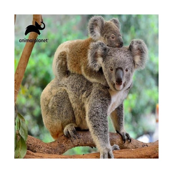 Grandi Giochi Discovery Koala Puzzle lenticulaire Horizontal avec 500 pièces incluses et Emballage avec Effet 3D-PU202000, PU