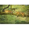 YANCONG Puzzle Collection 300 Pièces, Puzzle 3D, Lions Et Lionne Couchés sur des Branches