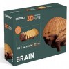 CARTONIC Jeu de Puzzle 3D Brain - Fabriqué à partir de Carton recyclé - Activité Amusante et captivante pour Tous Les âges