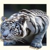 GBPR Puzzle Adulte 1500 Pièces Puzzle 3D Tigre 3D Éducatif de Soulagement du Stress pour Adultes Enfants Puzzles Jouets Cadea