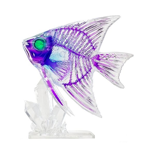Transparent Specimen 3D Dual Layer Puzzle Angelfish 