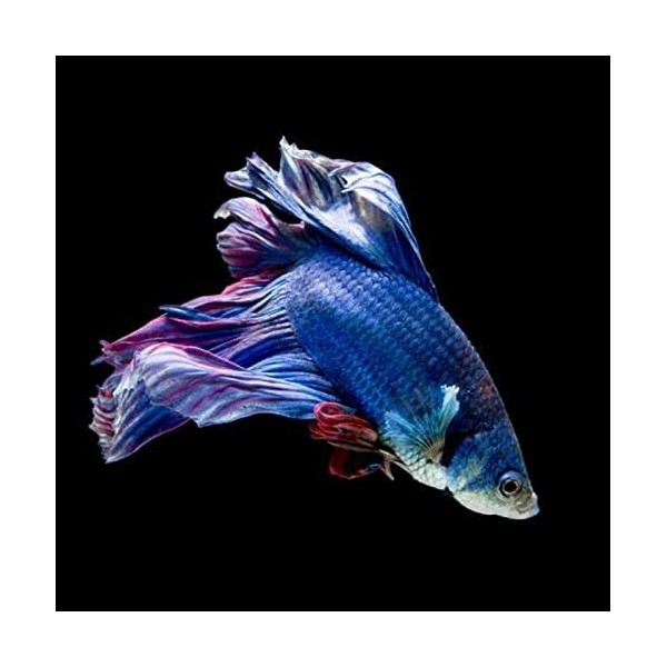 Puzzle de 2000 pièces fish,2000 Puzzles en Bois pour Adultes et Enfants Puzzle 3D Décor À La Maison le fini mesure 105 x 75 c