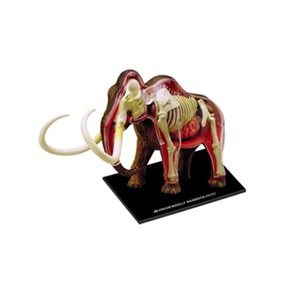 SOBOUR Modèle Modèle danatomie déléphant 4d Vision modèle danatomie Aides pédagogiques Simulation Animal éléphant Orgue mo