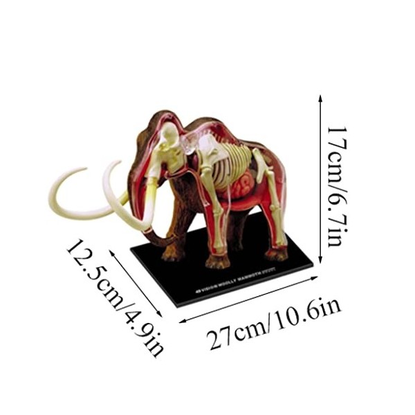 SOBOUR Modèle Modèle danatomie déléphant 4d Vision modèle danatomie Aides pédagogiques Simulation Animal éléphant Orgue mo