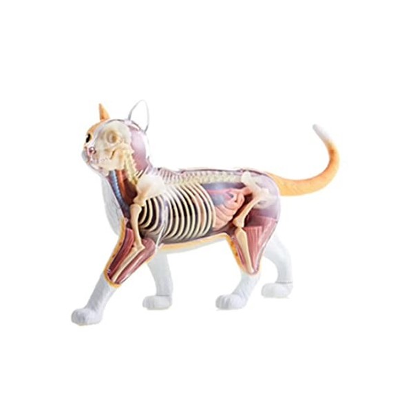 Modèle danatomie Modèle Animal de Chat modèle danatomie Animale modèle Biologique Anatomie dorgane Animal Jouets denseign