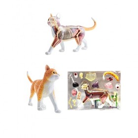 Modèle danatomie Modèle Animal de Chat modèle danatomie Animale modèle Biologique Anatomie dorgane Animal Jouets denseign