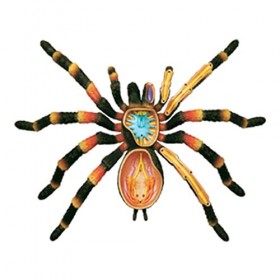 PIAOLING Kit de modèle danatomie daraignée modèle 4D, Composition de Squelette danimal Jouet éducatif dapprentissage, mod