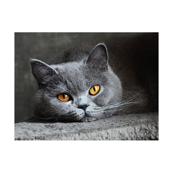 Puzzle 4000 Pièces Adultes cat,4000 3D Puzzle Coloré Idéaux pour Détente, Méditation, Loisirs le fini mesure 147 x 105 cm une