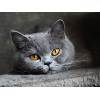 Puzzle 4000 Pièces Adultes cat,4000 3D Puzzle Coloré Idéaux pour Détente, Méditation, Loisirs le fini mesure 147 x 105 cm une