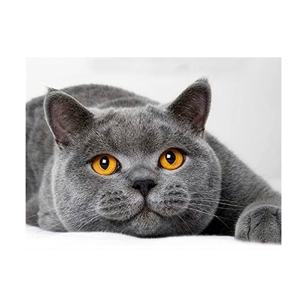 4000 Pièces Puzzle Bois cat,4000 3D Puzzle Coloré Idéaux pour Détente, Méditation, Loisirs le fini mesure 147 x 105 cm une fo