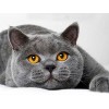 4000 Pièces Puzzle Bois cat,4000 3D Puzzle Coloré Idéaux pour Détente, Méditation, Loisirs le fini mesure 147 x 105 cm une fo