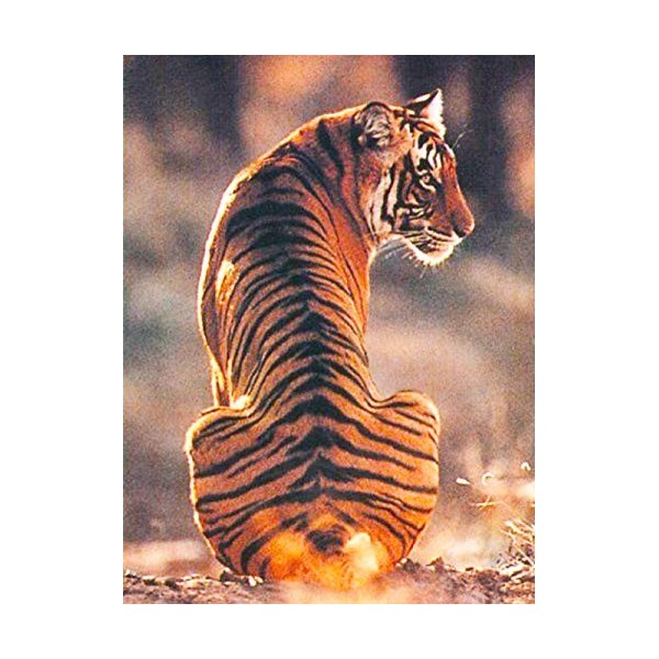 Puzzle Adulte 3000 Pièces Puzzle 3D tigre-3000 Puzzles de Ballon à Air Chaud Convient aux Adolescents Adultes Puzzle Enfant P