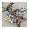 GBPR Puzzle Adulte 3000 Pièces Puzzle 3D Aquarelle Pigeon Puzzles 3000 pièces pour Adultes ou Enfants Relax Puzzles Jeux