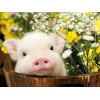 GBPR Puzzle Adulte 3000 Pièces Puzzle 3D Cochon Puzzle Classique Puzzle Adulte et Enfant Jeu de Pose coloré Jeu dadresse pou