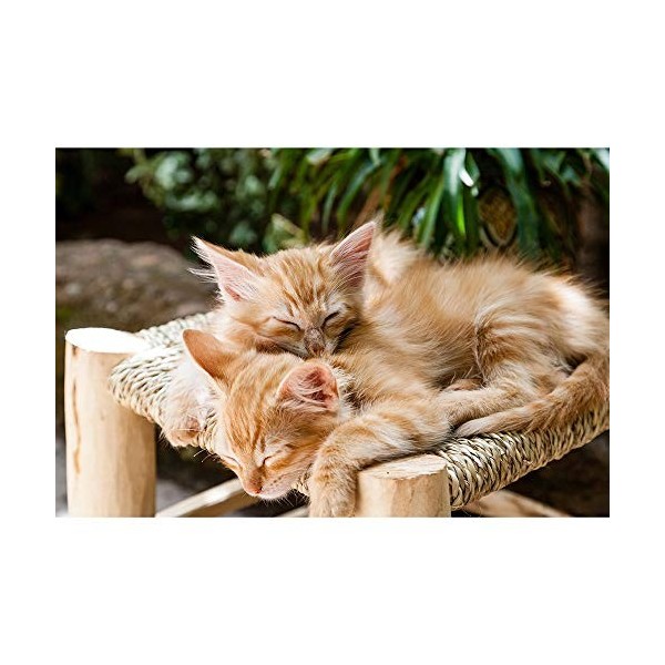 Puzzle Jigsaw 2 Chatons Orange Série Animaux en Bois Festival Accueil Cadeau Mur for Enfants Adultes Décoration 500/1000/1500