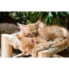 Puzzle Jigsaw 2 Chatons Orange Série Animaux en Bois Festival Accueil Cadeau Mur for Enfants Adultes Décoration 500/1000/1500