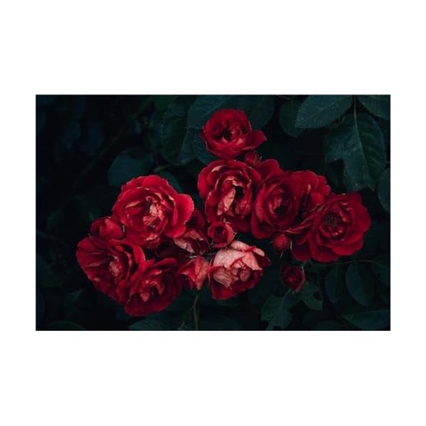 Rose Rouge et Feuilles Vertes – Puzzle en Bois 4000 pièces – Puzzle Familial réduisant Le Stress, Puzzle Difficile pour Adult