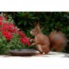 Écureuil regardant des Fleurs Rouges – Puzzle en Bois 4000 pièces – pour Adultes et Adolescents