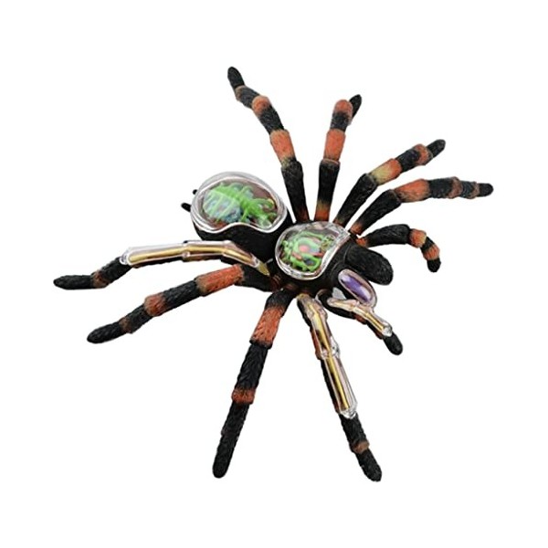 Modèle denseignement Robuste 4D Amovible, modèle danatomie des Insectes, modèles denseignement de la biologie, modèle dor