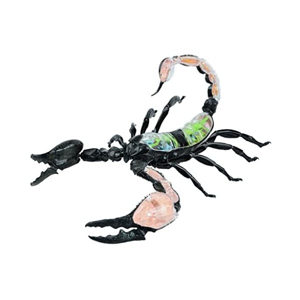 Modèle denseignement Robuste 4D Amovible, modèle danatomie des Insectes, modèles denseignement de la biologie, modèle dor