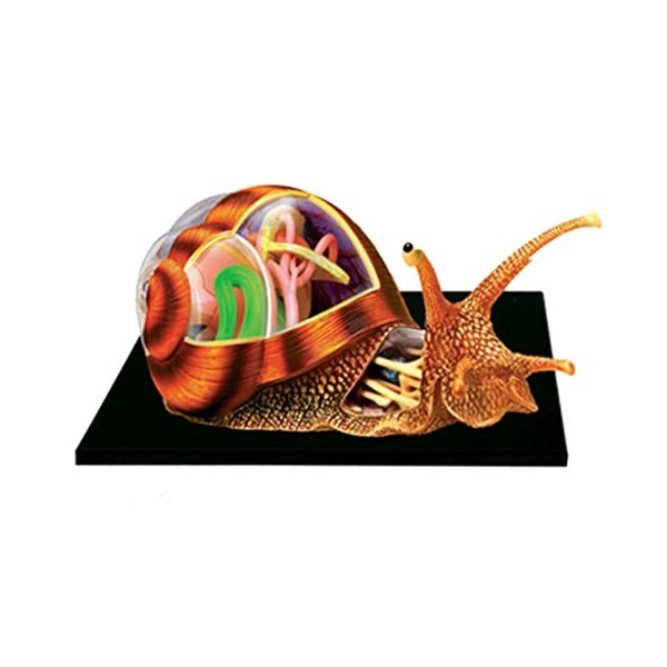 Modèle denseignement Robuste 4D Amovible, modèle danatomie des Insectes, modèles denseignement de la biologie, modèle dor