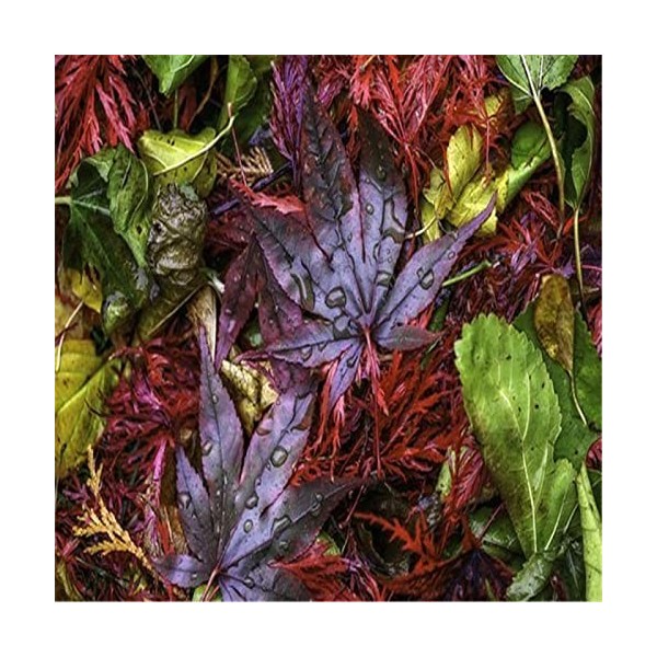 Puzzles en Bois pour Adultes - Puzzles Uniques Personnalisés - Beau Puzzle de Parc et Décoration Murale - Cadeau pour Amoureu