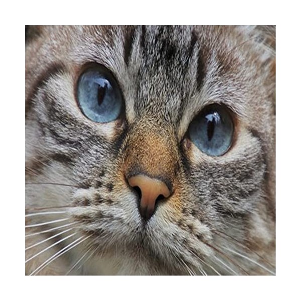 Puzzles en Bois pour Adultes - Puzzles Uniques Personnalisés - Joli Chat Jigsaw Puzzle & Décoration Murale - Cadeau pour Amou