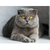 Puzzle 3D 5000 p - cat,5000 Puzzle 3D Abstrait Soulagement du Stress pour Adultes Enfants le fini mesure 181 x 105 cm une foi