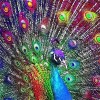 Puzzle 1000 Pièces Adulte Puzzle en Bois Peacock-30003D Puzzle Coloré Artisanat Cadeau Famille Puzzle Classique 3D Puzzle Jou