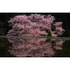 Puzzle 3D 5000 p - Cherry blossoms,5000 Puzzles en Bois pour Adultes et Enfants Ensembles de Puzzle de Défi Cérébral le fini 