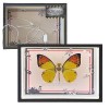 JOENI Papilio Rumanzovia Décoration papillon en métal 3D DIY Kit de modèle de papillon mécanique avec cadre rechargeable, puz