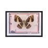 JoyMate Puzzle Mental 3D Adulte Déesse de la Lumière Papillon 3D Stéréoscopique DIY Métal Assemblé Insecte Modèle avec Cadre 