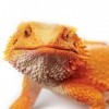 Toob- Bearded Dragon, 263129, Multicolore