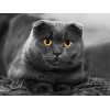 Puzzle 3D 6000 p - cat,6000 Puzzle Classique Puzzle Adulte Salon Décoration De La Maison Cadeau Le fini mesure 218 x 105 cm u