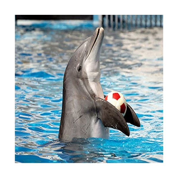 Puzzle Bois Adulte Dolphin,6000 Matériaux Recyclés de Haute Qualité et Impression de Haute Définition Puzzle 3D Décor À La Ma