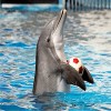 Puzzle Bois Adulte Dolphin,6000 Matériaux Recyclés de Haute Qualité et Impression de Haute Définition Puzzle 3D Décor À La Ma